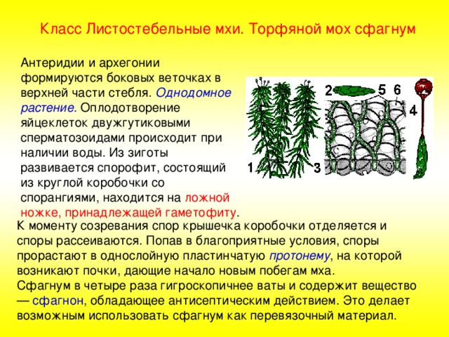 Класс Листостебельные мхи. Торфяной мох сфагнум Антеридии и архегонии формируются боковых веточках в верхней части стебля. Однодомное растение. Оплодотворение яйцеклеток двужгутиковыми сперматозоидами происходит при наличии воды. Из зиготы развивается спорофит, состоящий из круглой коробочки со спорангиями, находится на ложной ножке, принадлежащей гаметофиту . К моменту созревания спор крышечка коробочки отделяется и споры рассеиваются. Попав в благоприятные условия, споры прорастают в однослойную пластинчатую протонему , на которой возникают почки, дающие начало новым побегам мха. Сфагнум в четыре раза гигроскопичнее ваты и содержит вещество — сфагнон , обладающее антисептическим действием. Это делает возможным использовать сфагнум как перевязочный материал. 