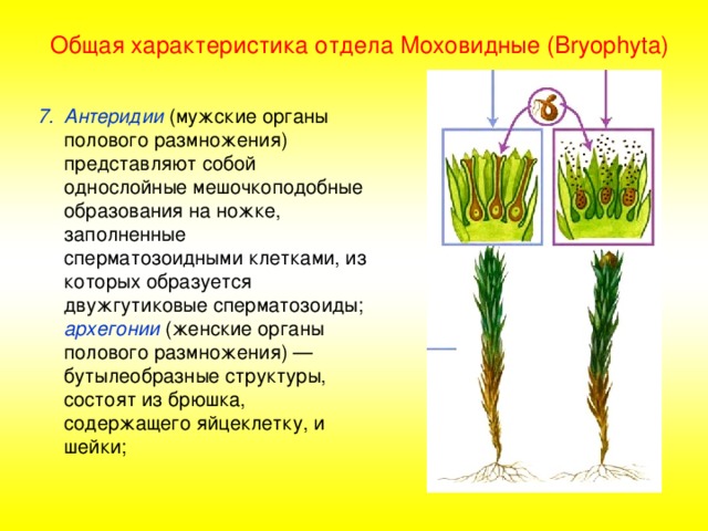 Общая характеристика отдела Моховидные (Bryophyta) Антеридии (мужские органы полового размножения) представляют собой однослойные мешочкоподобные образования на ножке, заполненные сперматозоидными клетками, из которых образуется двужгутиковые сперматозоиды; архегонии (женские органы полового размножения) — бутылеобразные структуры, состоят из брюшка, содержащего яйцеклетку, и шейки; 