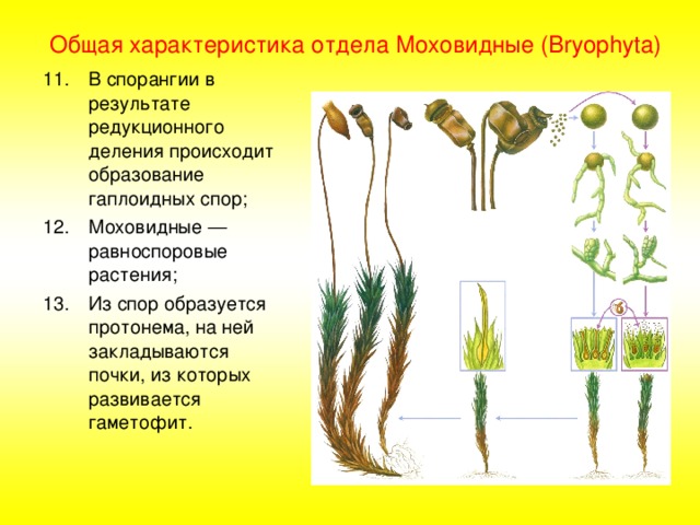 Общая характеристика отдела Моховидные (Bryophyta) В спорангии в результате редукционного деления происходит образование гаплоидных спор; Моховидные — равноспоровые растения; Из спор образуется протонема, на ней закладываются почки, из которых развивается гаметофит. 