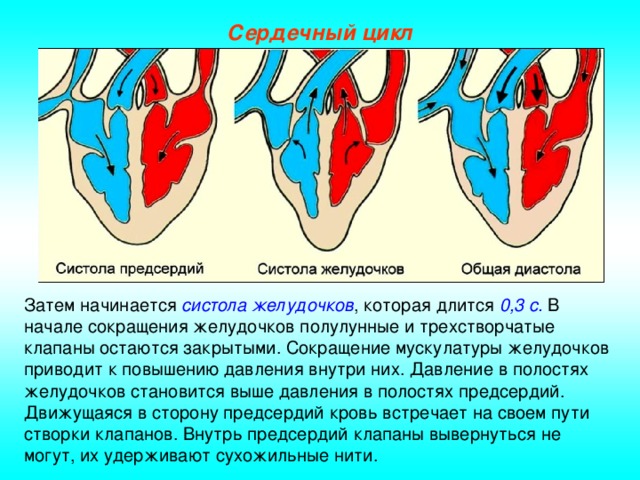 Сердечный цикл Затем начинается систола желудочков , которая длится 0,3 с. В начале сокращения желудочков полулунные и трехстворчатые клапаны остаются закрытыми. Сокращение мускулатуры желудочков приводит к повышению давления внутри них. Давление в полостях желудочков становится выше давления в полостях предсердий. Движущаяся в сторону предсердий кровь встречает на своем пути створки клапанов. Внутрь предсердий клапаны вывернуться не могут, их удерживают сухожильные нити.