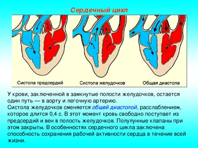Сердечный цикл У крови, заключенной в замкнутые полости желудочков, остается один путь — в аорту и легочную артерию. Систола желудочков сменяется общей диастолой, расслаблением, которое длится 0,4 с. В этот момент кровь свободно поступает из предсердий и вен в полость желудочков. Полулунные клапаны при этом закрыты. В особенностях сердечного цикла заключена способность сохранения рабочей активности сердца в течение всей жизни.