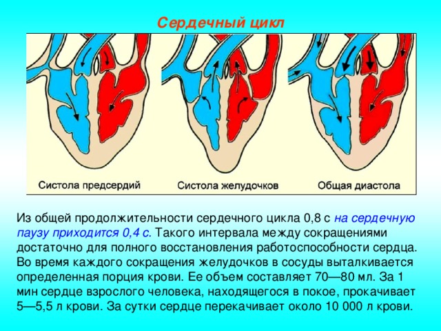 Сердечный цикл Из общей продолжительности сердечного цикла 0,8 с на сердечную паузу приходится 0,4 с. Такого интервала между сокращениями достаточно для полного восстановления работоспособности сердца. Во время каждого сокращения желудочков в сосуды выталкивается определенная порция крови. Ее объем составляет 70—80 мл. За 1 мин сердце взрослого человека, находящегося в покое, прокачивает 5—5,5 л крови. За сутки сердце перекачивает около 10 000 л крови.