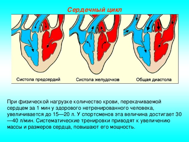 Сердечный цикл При физической нагрузке количество крови, перекачиваемой сердцем за 1 мин у здорового нетренированного человека, увеличивается до 15—20 л. У спортсменов эта величина достигает 30—40 л/мин. Систематические тренировки приводят к увеличению массы и размеров сердца, повышают его мощность.