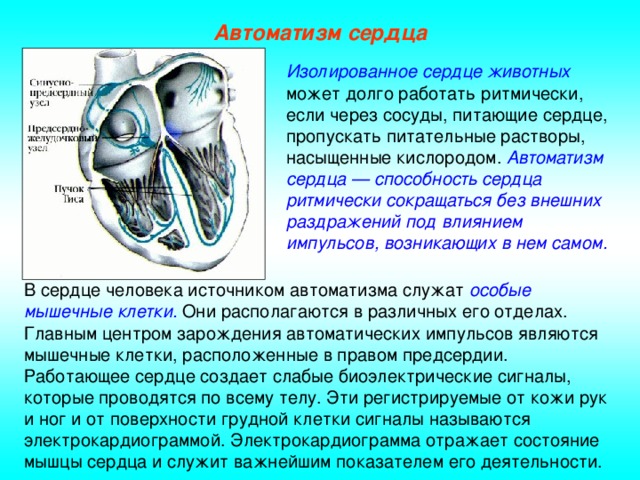 Автоматизм сердца Изолированное сердце животных может долго работать ритмически, если через сосуды, питающие сердце, пропускать питательные растворы, насыщенные кислородом. Автоматизм сердца — способность сердца ритмически сокращаться без внешних раздражений под влиянием импульсов, возникающих в нем самом. В сердце человека источником автоматизма служат особые мышечные клетки. Они располагаются в различных его отделах. Главным центром зарождения автоматических импульсов являются мышечные клетки, расположенные в правом предсердии. Работающее сердце создает слабые биоэлектрические сигналы, которые проводятся по всему телу. Эти регистрируемые от кожи рук и ног и от поверхности грудной клетки сигналы называются электрокардиограммой. Электрокардиограмма отражает состояние мышцы сердца и служит важнейшим показателем его деятельности.
