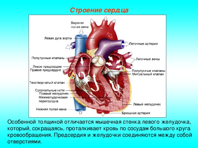 Строение сердца Особенной толщиной отличается мышечная стенка левого желудочка, который, сокращаясь, проталкивает кровь по сосудам большого круга кровообращения. Предсердия и желудочки соединяются между собой отверстиями.