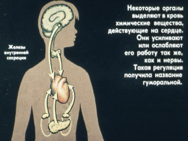 Ионы Кальция Усиливают