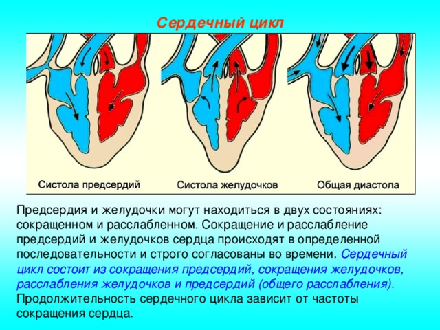 Сердечный цикл Предсердия и желудочки могут находиться в двух состояниях: сокращенном и расслабленном. Сокращение и расслабление предсердий и желудочков сердца происходят в определенной последовательности и строго согласованы во времени. Сердечный цикл состоит из сокращения предсердий, сокращения желудочков, расслабления желудочков и предсердий (общего расслабления). Продолжительность сердечного цикла зависит от частоты сокращения сердца.
