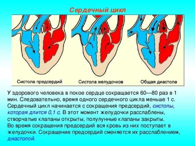 Сердечный цикл У здорового человека в покое сердце сокращается 60—80 раз в 1 мин. Следовательно, время одного сердечного цикла меньше 1 с. Сердечный цикл начинается с сокращения предсердий, систолы , которая длится 0,1 с. В этот момент желудочки расслаблены, створчатые клапаны открыты, полулунные клапаны закрыты. Во время сокращения предсердий вся кровь из них поступает в желудочки. Сокращение предсердий сменяется их расслаблением, диастолой .