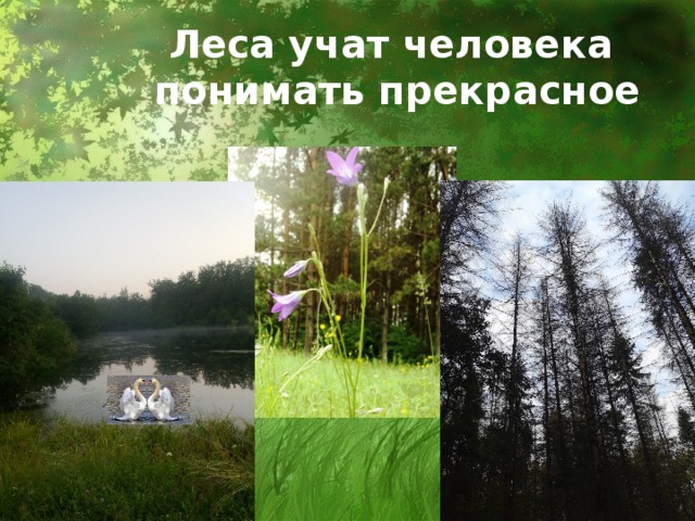 Леса учат человека  понимать прекрасное 