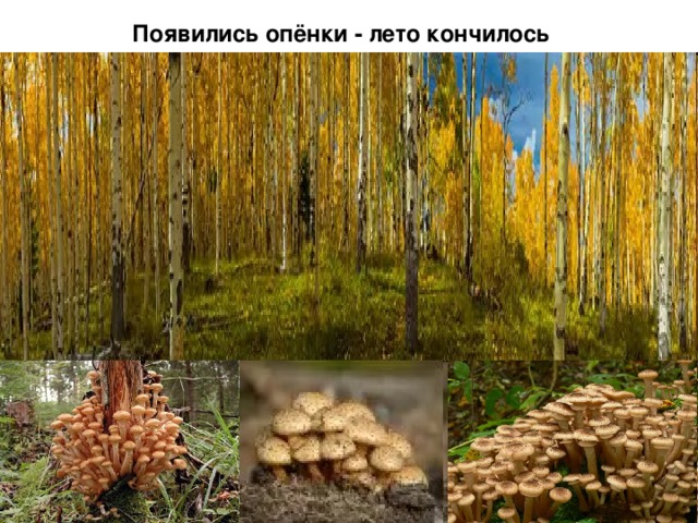 Появились опёнки - лето кончилось 