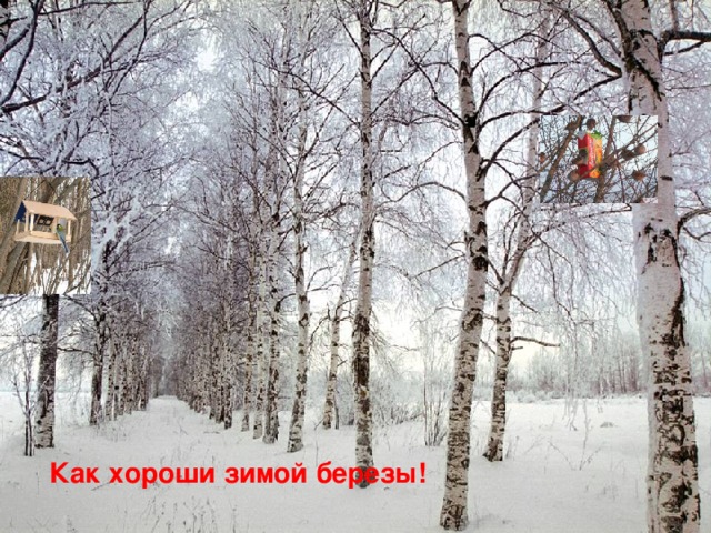Как хороши зимой березы!  