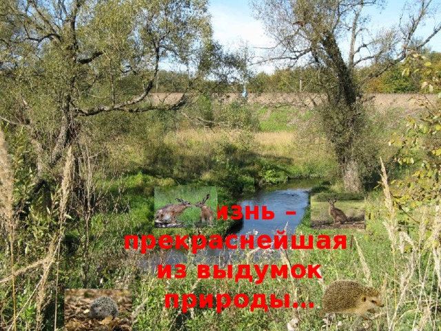 Жизнь – прекраснейшая  из выдумок природы… 