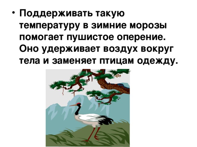Поддерживать такую температуру в зимние морозы помогает пушистое оперение. Оно удерживает воздух вокруг тела и заменяет птицам одежду. 