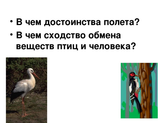 В чем достоинства полета? В чем сходство обмена веществ птиц и человека? 