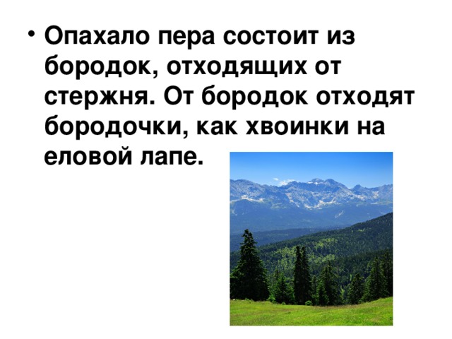 Опахало пера состоит из бородок, отходящих от стержня. От бородок отходят бородочки, как хвоинки на еловой лапе. 