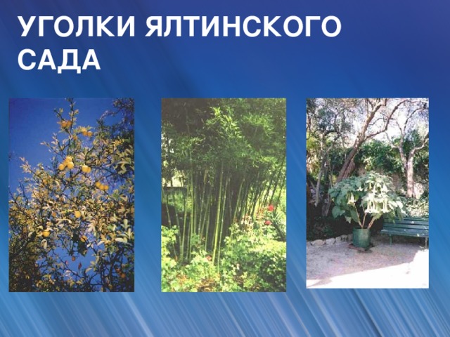 УГОЛКИ ЯЛТИНСКОГО САДА