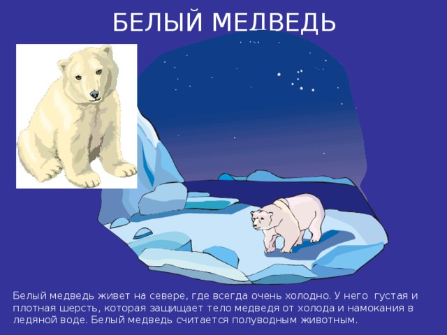 БЕЛЫЙ МЕДВЕДЬ Белый медведь живет на севере, где всегда очень холодно. У него густая и плотная шерсть, которая защищает тело медведя от холода и намокания в ледяной воде. Белый медведь считается полуводным животным. 