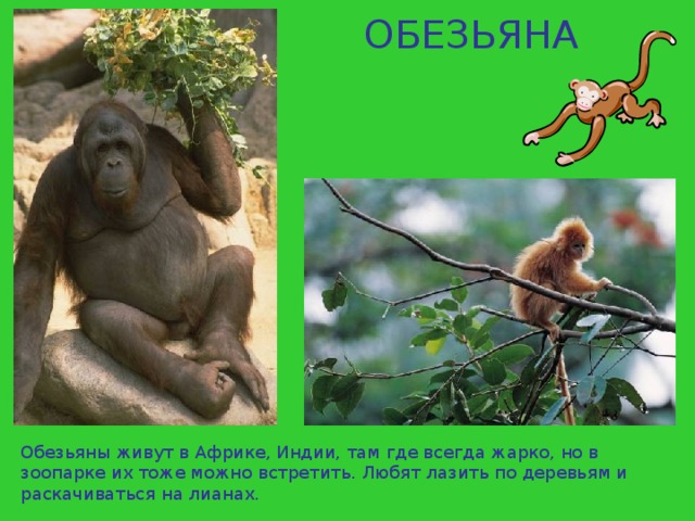 ОБЕЗЬЯНА Обезьяны живут в Африке, Индии, там где всегда жарко, но в зоопарке их тоже можно встретить. Любят лазить по деревьям и раскачиваться на лианах. 