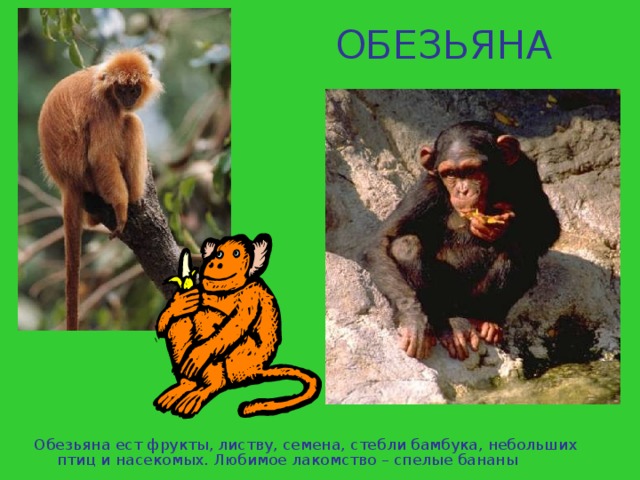 ОБЕЗЬЯНА Обезьяна ест фрукты, листву, семена, стебли бамбука, небольших птиц и насекомых. Любимое лакомство – спелые бананы 