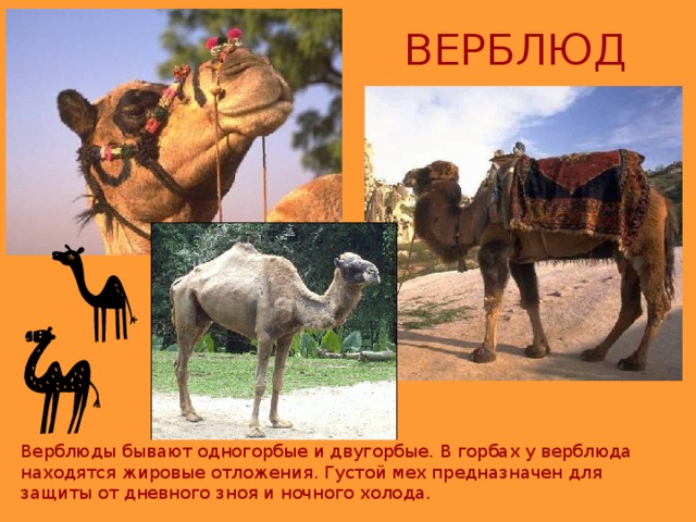 ВЕРБЛЮД Верблюды бывают одногорбые и двугорбые. В горбах у верблюда находятся жировые отложения. Густой мех предназначен для защиты от дневного зноя и ночного холода.  