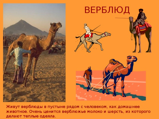 ВЕРБЛЮД Живут верблюды в пустыне рядом с человеком, как домашнее животное. Очень ценится верблюжье молоко и шерсть, из которого делают теплые одеяла. 