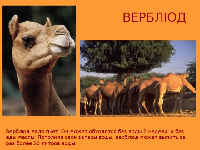ВЕРБЛЮД Верблюд мало пьет. Он может обходится без воды 2 недели, а без еды месяц! Пополняя свои запасы воды, верблюд может выпить за раз более 50 литров воды. 