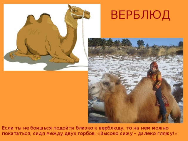 ВЕРБЛЮД Если ты не боишься подойти близко к верблюду, то на нем можно покататься, сидя между двух горбов. «Высоко сижу – далеко гляжу!» 