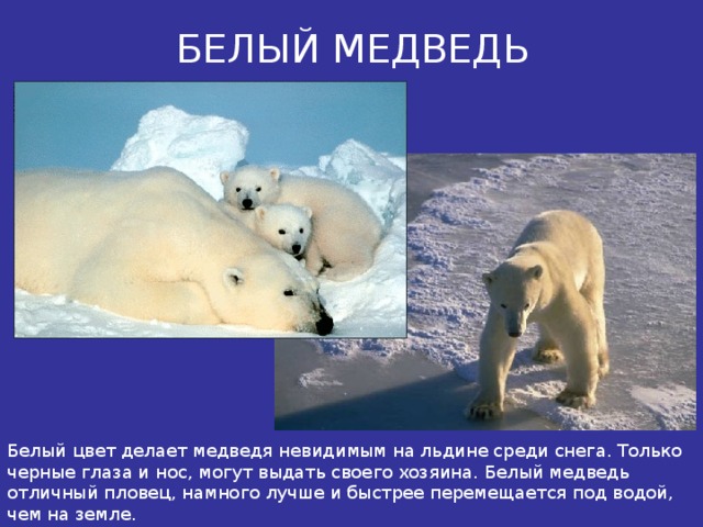 БЕЛЫЙ МЕДВЕДЬ Белый цвет делает медведя невидимым на льдине среди снега. Только черные глаза и нос, могут выдать своего хозяина. Белый медведь отличный пловец, намного лучше и быстрее перемещается под водой, чем на земле.  