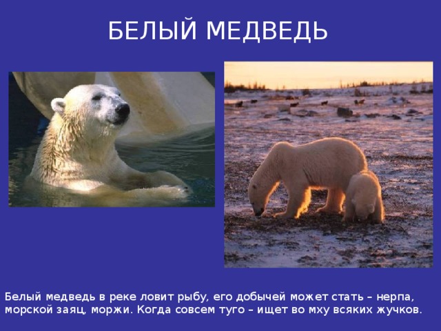 БЕЛЫЙ МЕДВЕДЬ Белый медведь в реке ловит рыбу, его добычей может стать – нерпа, морской заяц, моржи. Когда совсем туго – ищет во мху всяких жучков. 