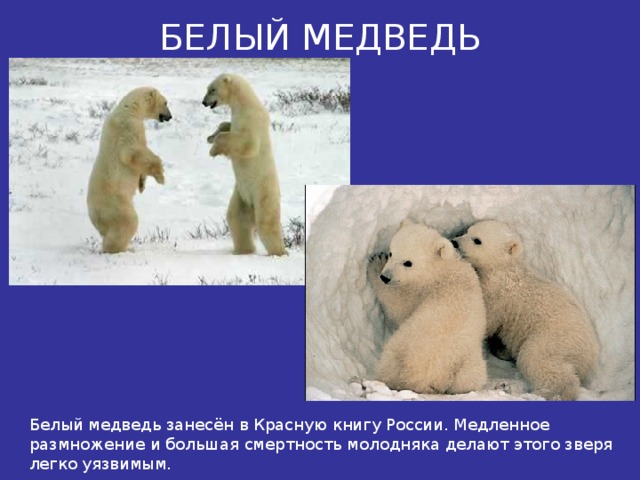 БЕЛЫЙ МЕДВЕДЬ Белый медведь занесён в Красную книгу России. Медленное размножение и большая смертность молодняка делают этого зверя легко уязвимым. 