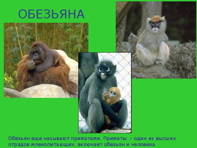 ОБЕЗЬЯНА Обезьян еще называют приматами. Приматы – один из высших отрядов млекопитающих, включает обезьян и человека 