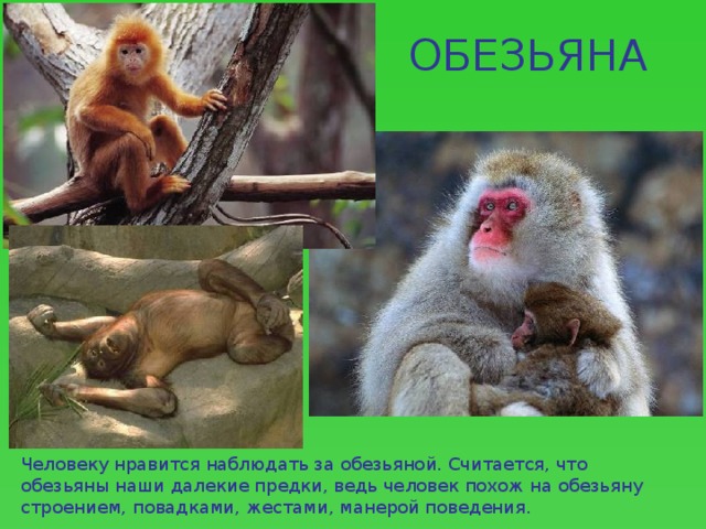 ОБЕЗЬЯНА Человеку нравится наблюдать за обезьяной. Считается, что обезьяны наши далекие предки, ведь человек похож на обезьяну строением, повадками, жестами, манерой поведения. 