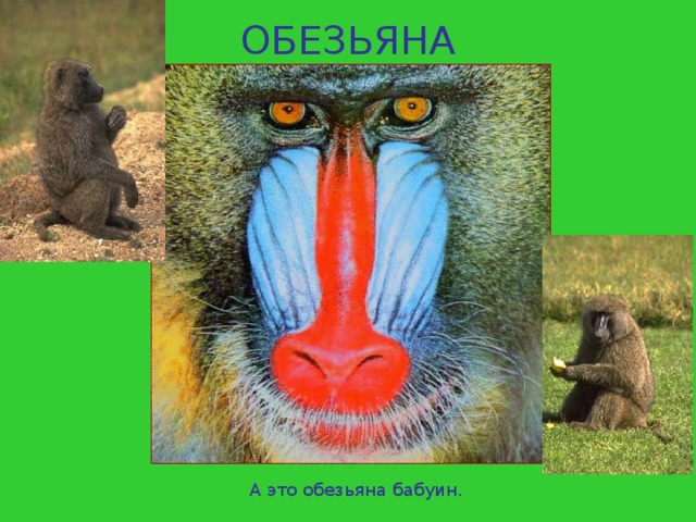 ОБЕЗЬЯНА А это обезьяна бабуин. 