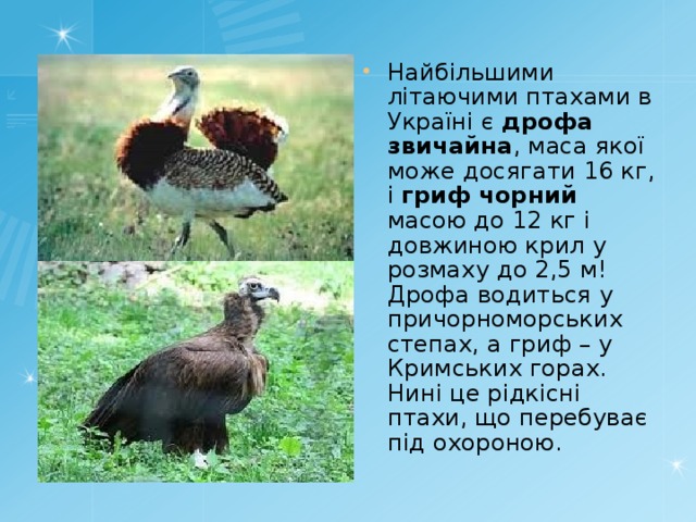 Найбільшими літаючими птахами в Україні є дрофа звичайна , маса якої може досягати 16 кг, і гриф чорний масою до 12 кг і довжиною крил у розмаху до 2,5 м! Дрофа водиться у причорноморських степах, а гриф – у Кримських горах. Нині це рідкісні птахи, що перебуває під охороною. 