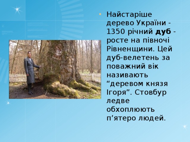 Найстаріше дерево України - 1350 річний дуб - росте на півночі Рівненщини. Цей дуб-велетень за поважний вік називають “деревом князя Ігоря”. Стовбур ледве обхоплюють п’ятеро людей. 