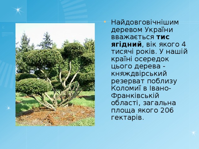 Найдовговічнішим деревом України вважається тис ягідний , вік якого 4 тисячі років. У нашій країні осередок цього дерева - княждвірський резерват поблизу Коломиї в Івано-Франківській області, загальна площа якого 206 гектарів. 