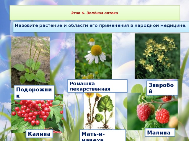  Этап 6.  Зелёная аптека   Назовите растение и области его применения в народной медицине. Ромашка лекарственная Зверобой Подорожник Малина Мать-и-мачеха Калина 