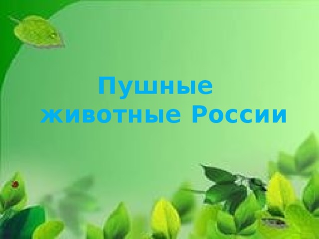 Пушные  животные России   