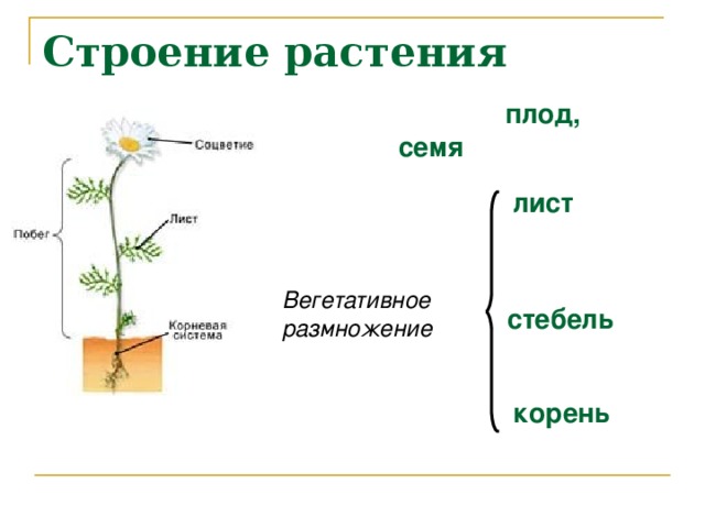 Строение растения  плод, семя  лист Вегетативное размножение  стебель  корень 