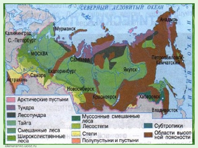 Карта лесов россии подробная по видам леса