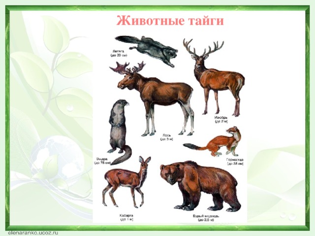 Животные тайги 