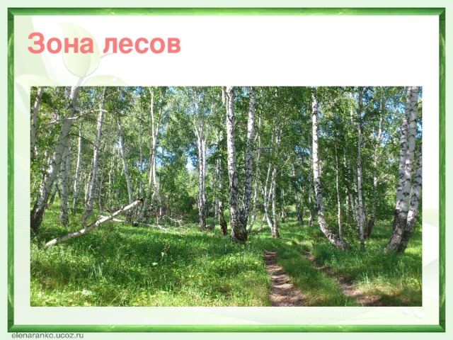 Зона лесов 