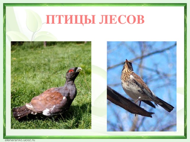  ПТИЦЫ ЛЕСОВ 