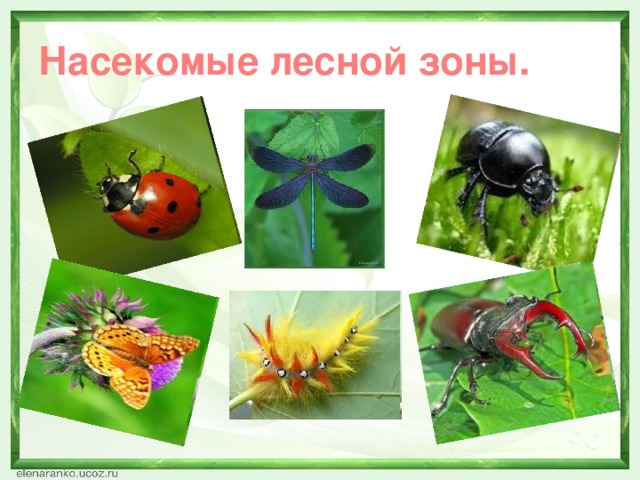 Насекомые лесной зоны. 