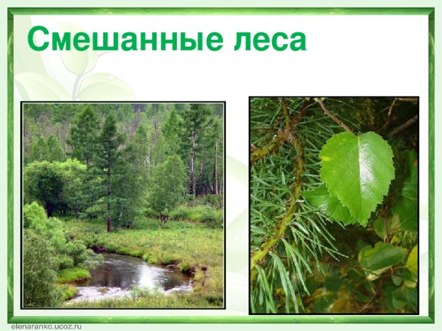 Смешанные леса 