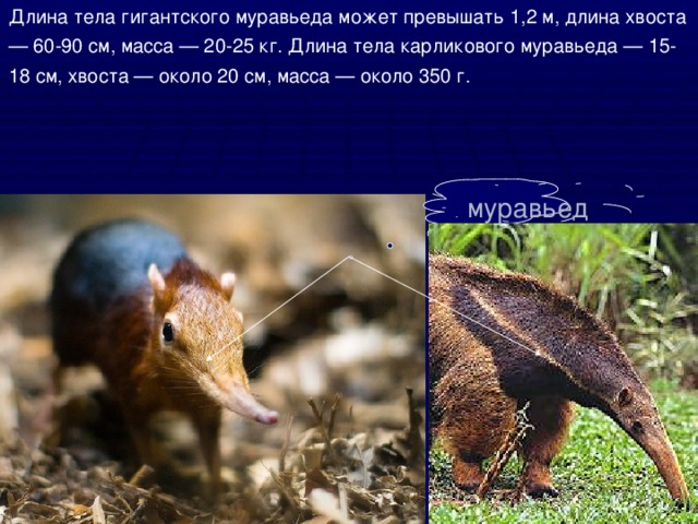  Длина тела гигантского муравьеда может превышать 1,2 м, длина хвоста — 60-90 см, масса — 20-25 кг. Длина тела карликового муравьеда — 15-18 см, хвоста — около 20 см, масса — около 350 г. муравьед 