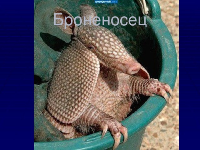 Броненосец 