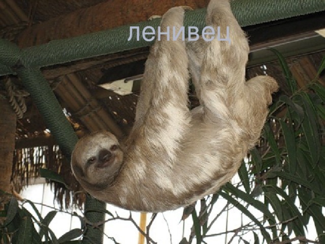 ленивец 
