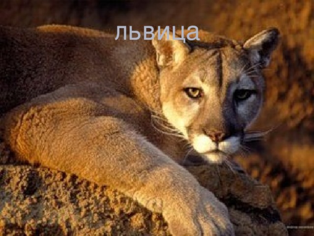 львица 