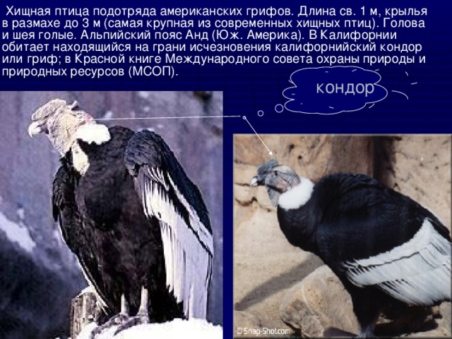  Хищная птица подотряда американских грифов. Длина св. 1 м, крылья в размахе до 3 м (самая крупная из современных хищных птиц). Голова и шея голые. Альпийский пояс Анд (Юж. Америка). В Калифорнии обитает находящийся на грани исчезновения калифорнийский кондор или гриф; в Красной книге Международного совета охраны природы и природных ресурсов (МСОП). кондор 
